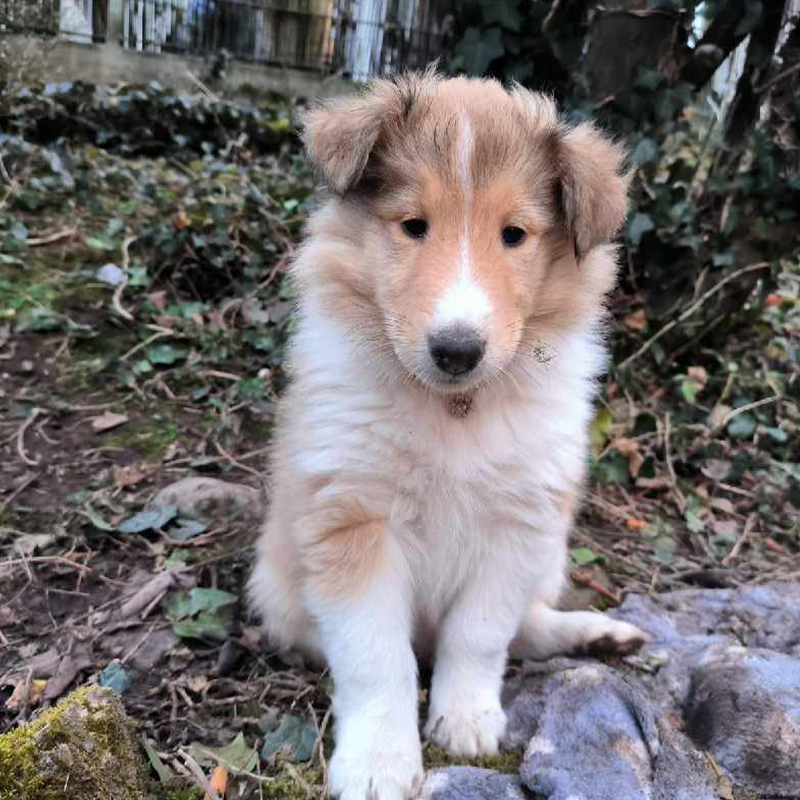 Collie Zuchtstätte in Schorndorf