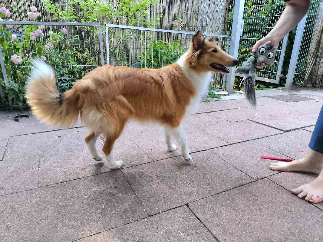 Collie Zuchtstätte in Schorndorf