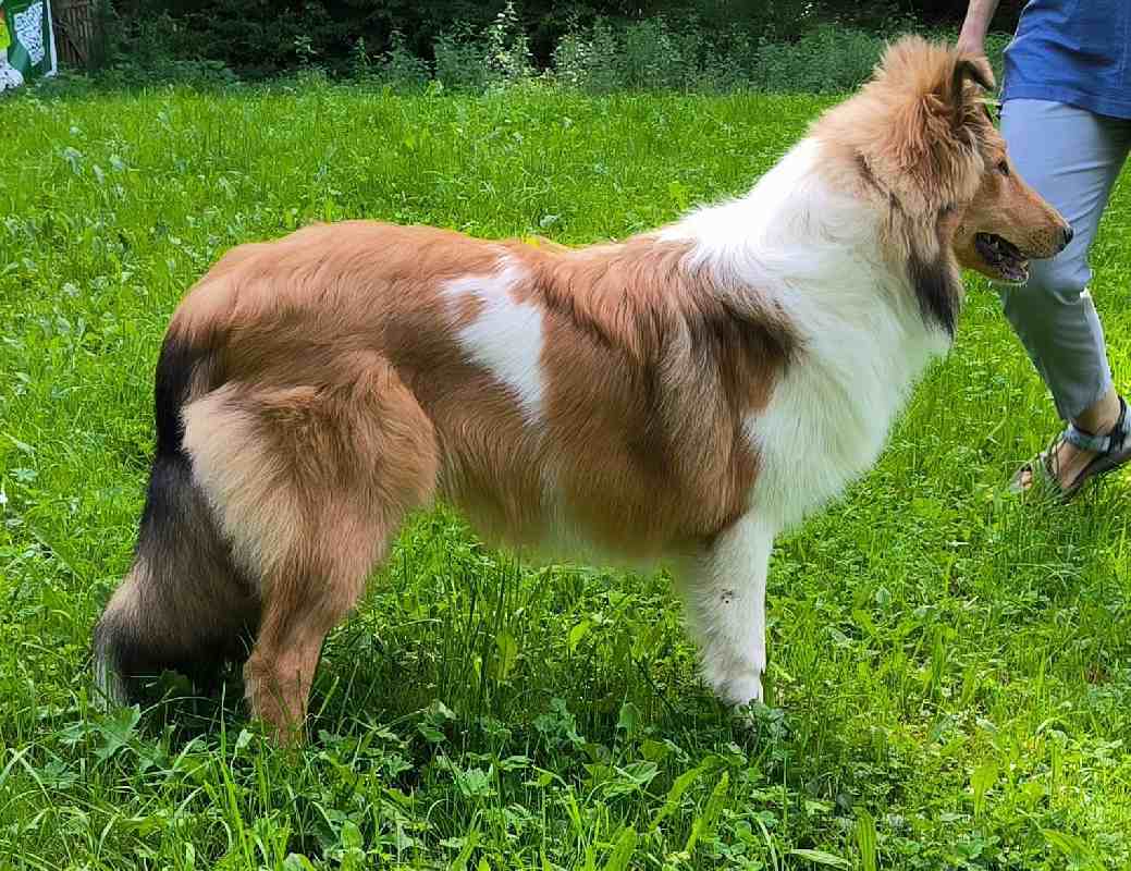 Collie Zuchtstätte in Schorndorf