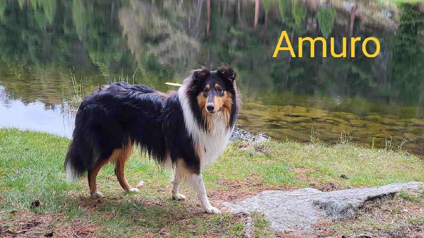 Collie Zuchtstätte in Schorndorf