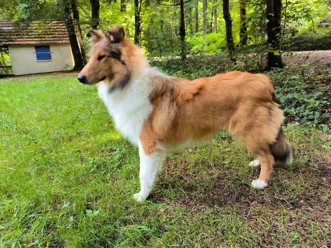 Collie Zuchtstätte in Schorndorf