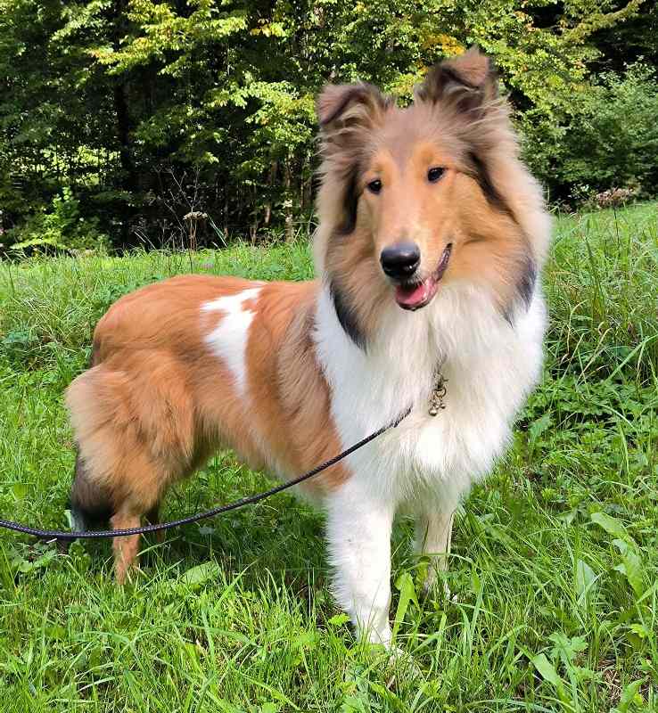 Collie Zuchtstätte in Schorndorf