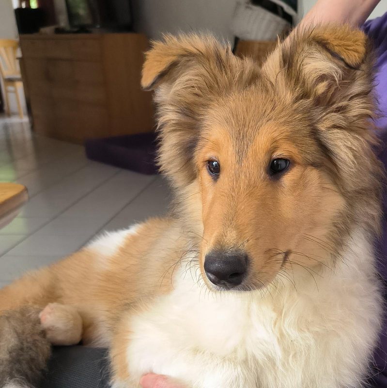 Collie Zuchtstätte in Schorndorf