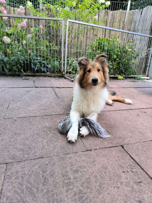 Collie Zuchtstätte in Schorndorf