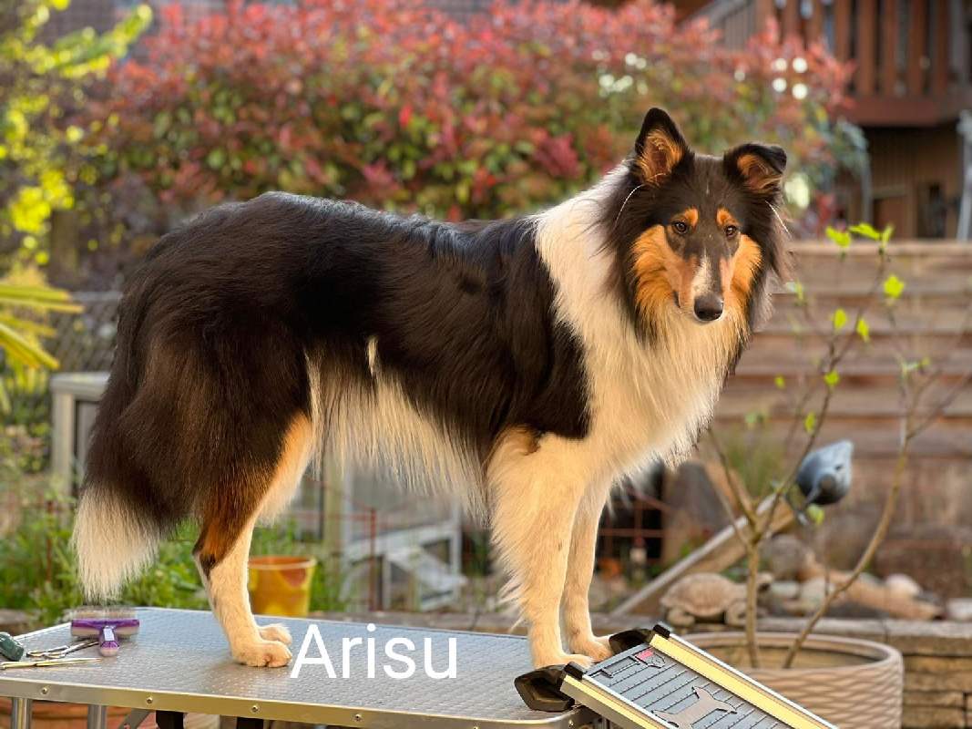 Collie Zuchtstätte in Schorndorf