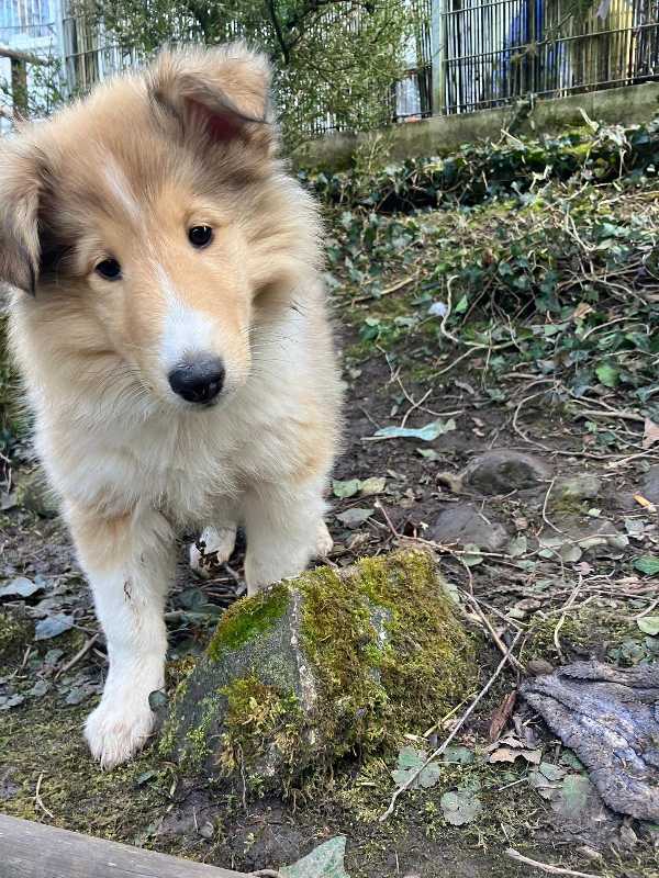 Collie Zuchtstätte in Schorndorf