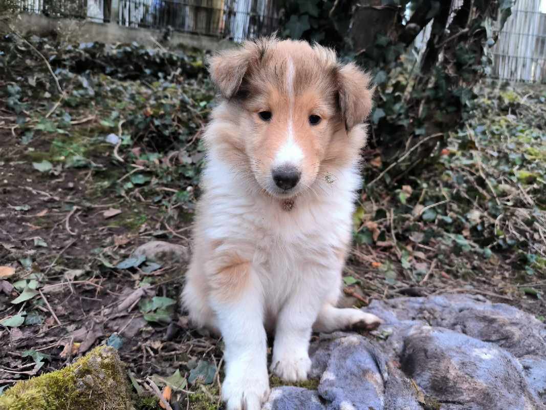 Collie Zuchtstätte in Schorndorf