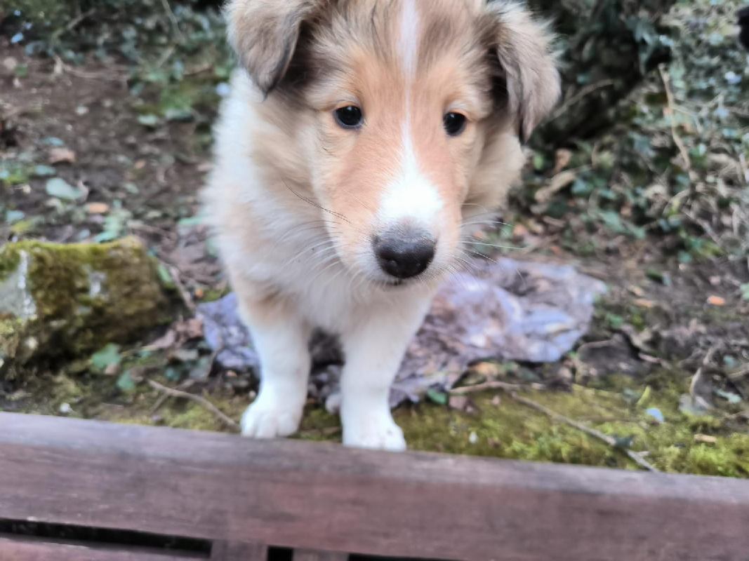 Collie Zuchtstätte in Schorndorf