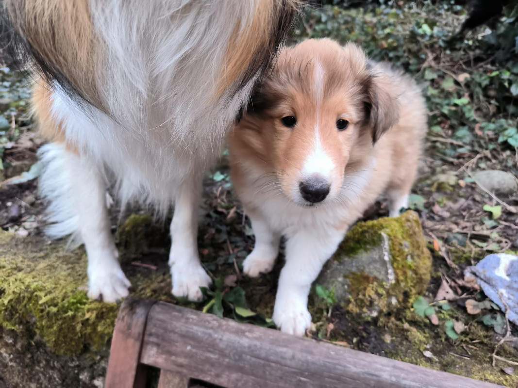 Collie Zuchtstätte in Schorndorf
