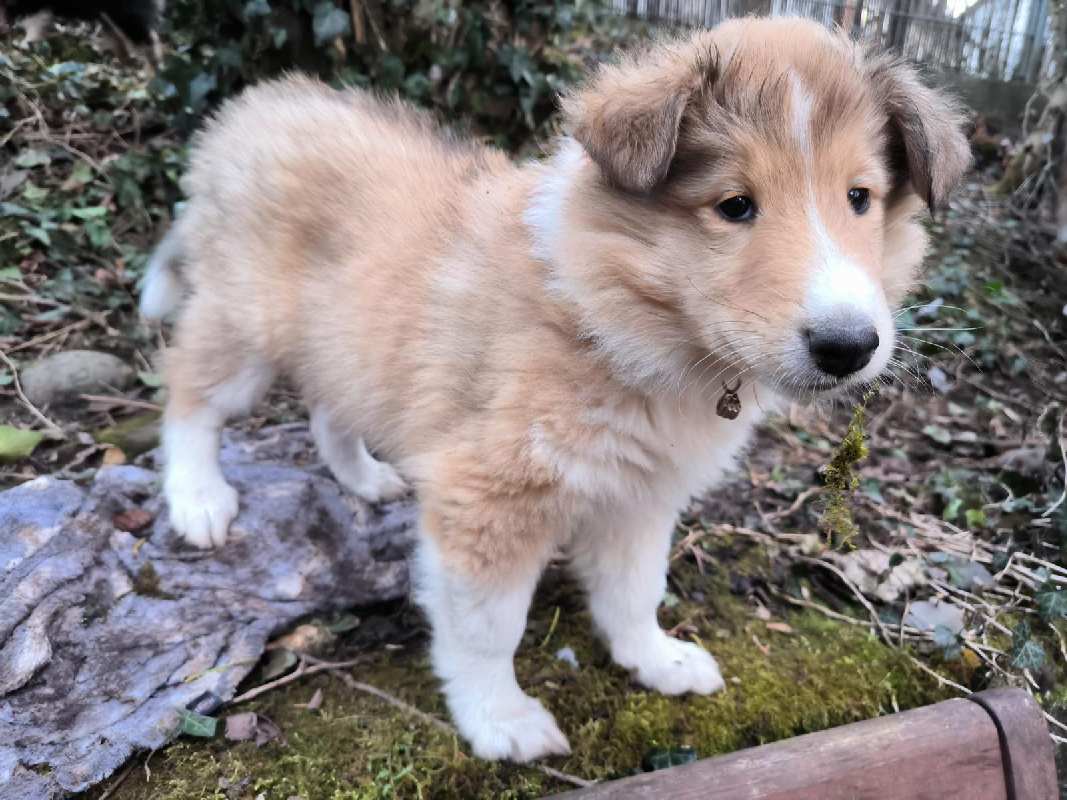 Collie Zuchtstätte in Schorndorf