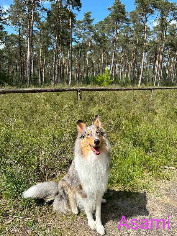 Collie Zuchtstätte in Schorndorf
