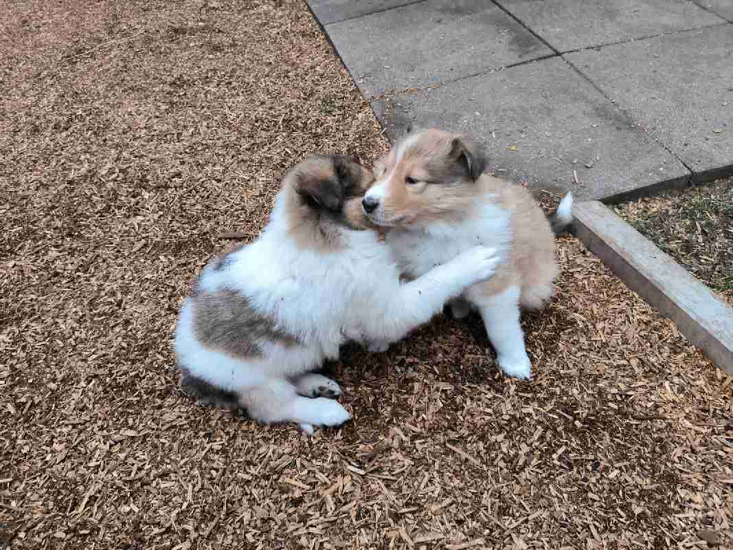 Collie Zuchtstätte in Schorndorf