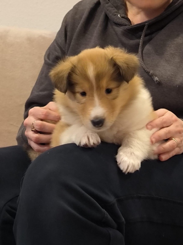 Collie Zuchtstätte in Schorndorf