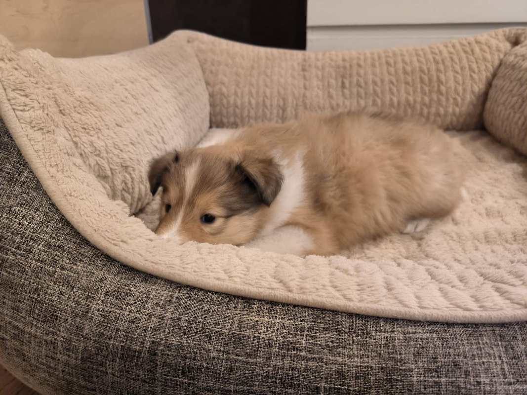 Collie Zuchtstätte in Schorndorf