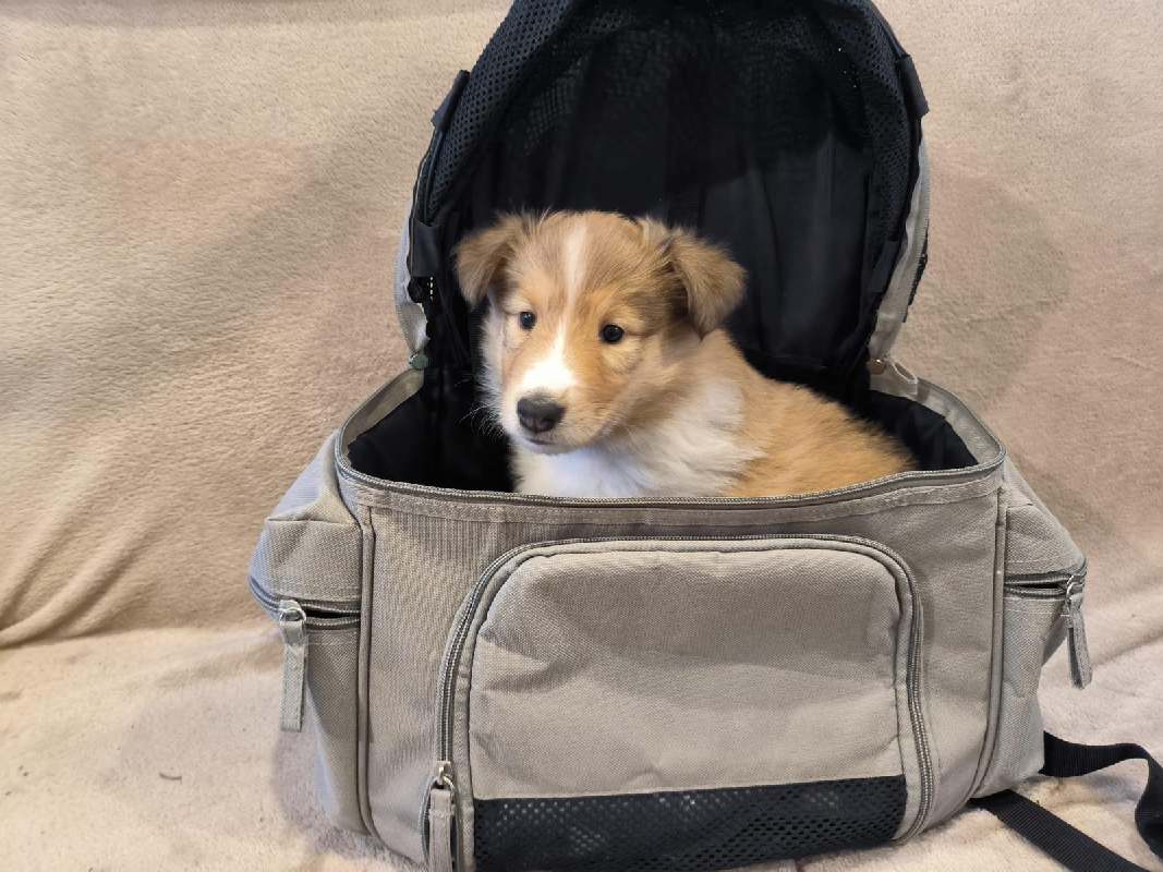 Collie Zuchtstätte in Schorndorf