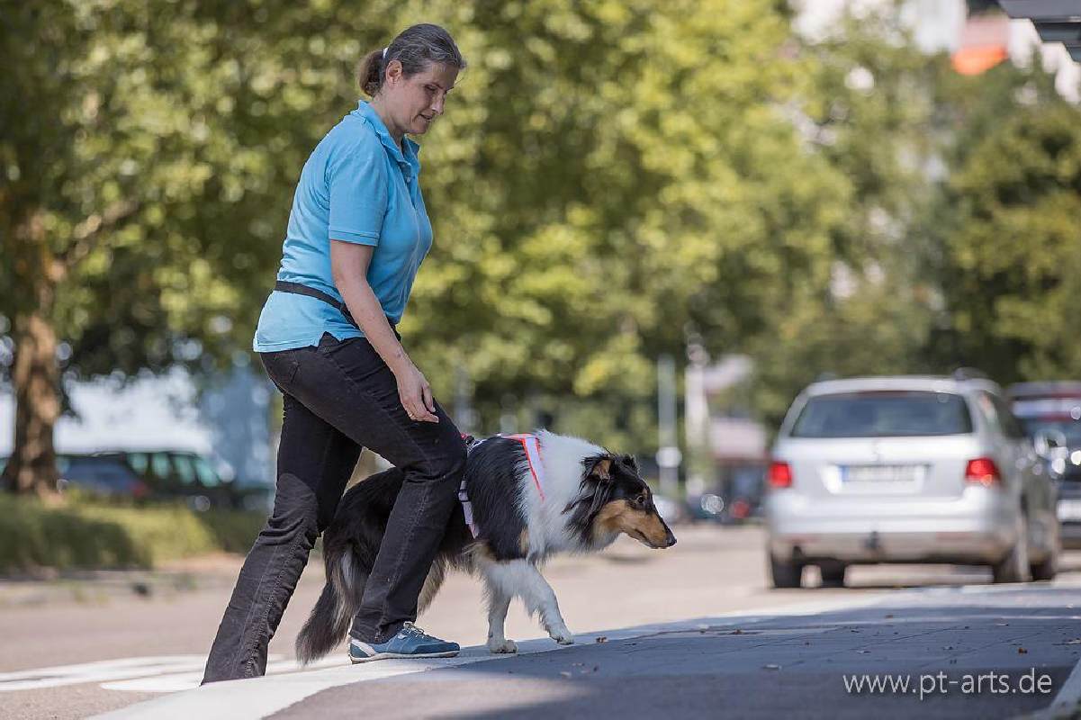 Collie Zuchtstätte in Schorndorf