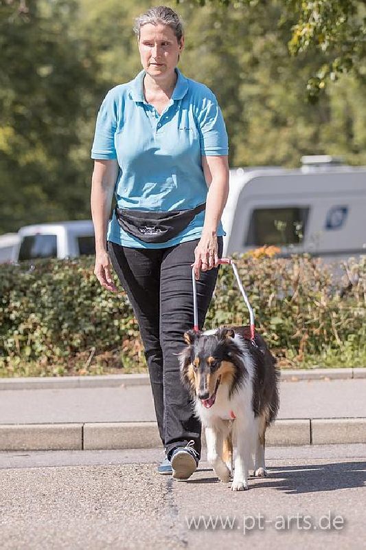 Collie Zuchtstätte in Schorndorf