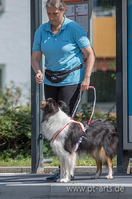 Collie Zuchtstätte in Schorndorf
