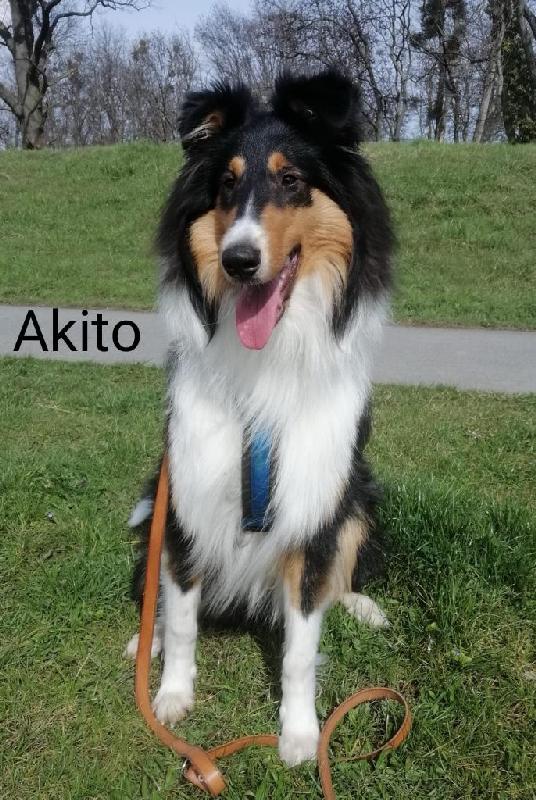 Collie Zuchtstätte in Schorndorf