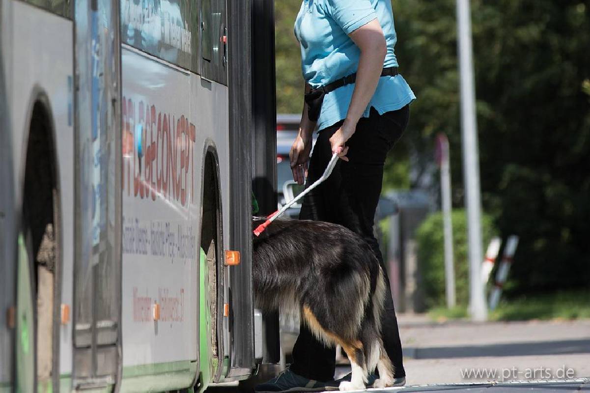 Collie Zuchtstätte in Schorndorf