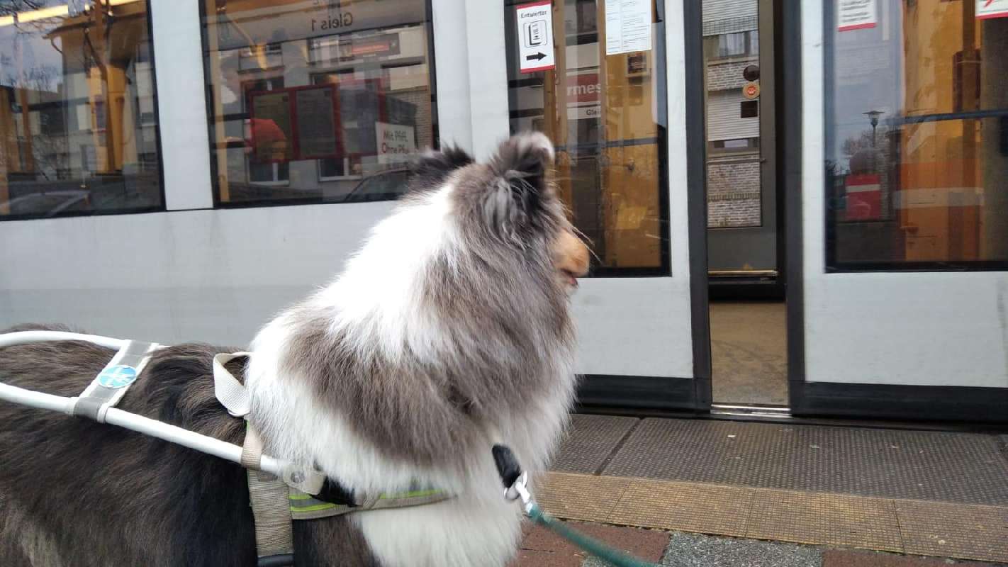 Collie Zuchtstätte in Schorndorf