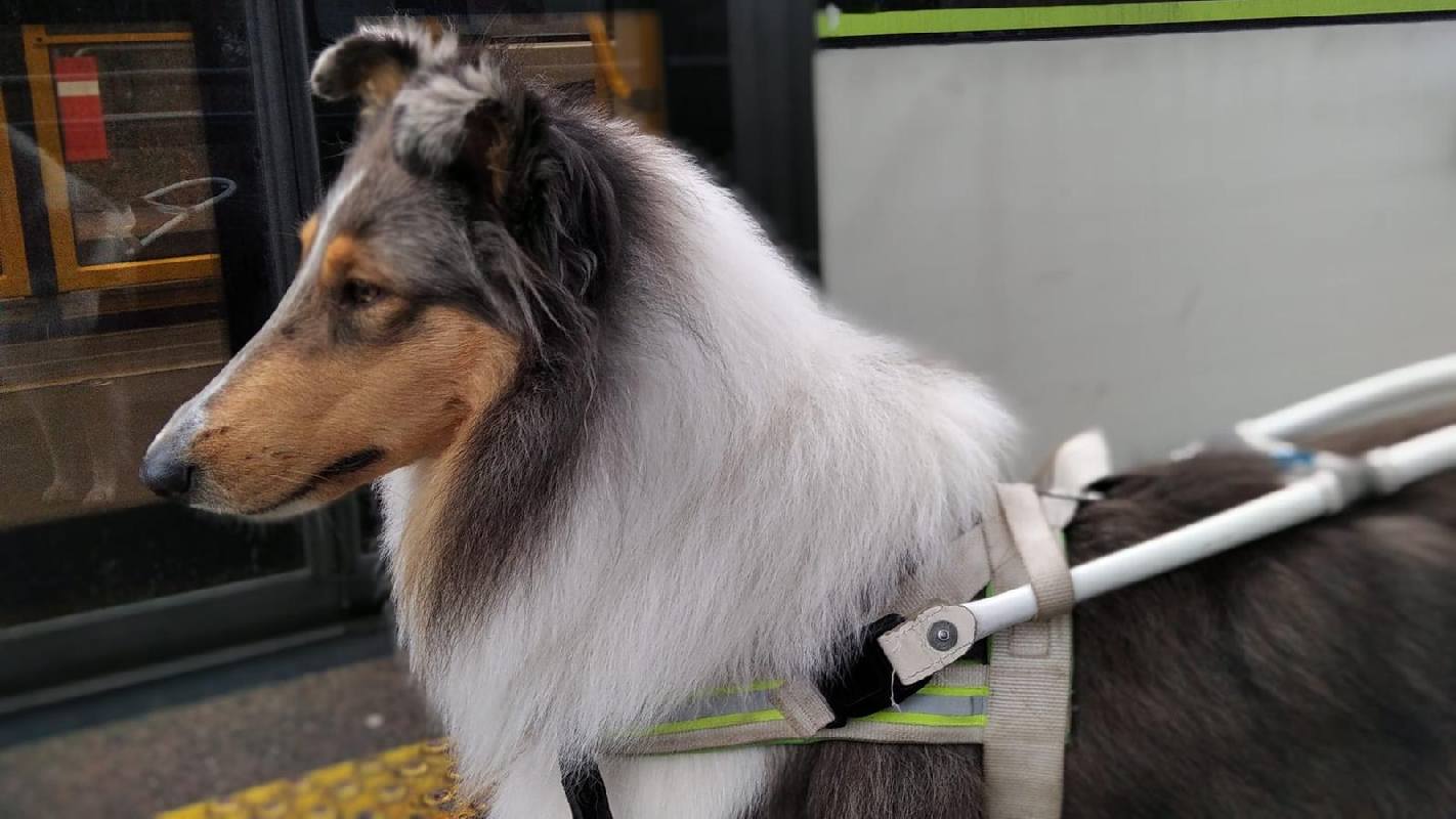 Collie Zuchtstätte in Schorndorf