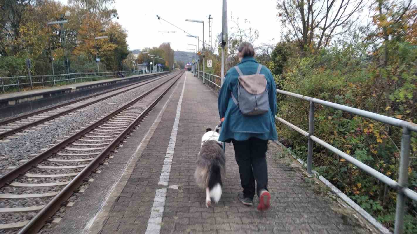 Collie Zuchtstätte in Schorndorf