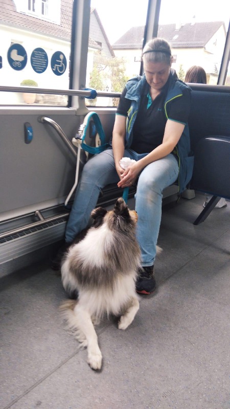 Collie Zuchtstätte in Schorndorf