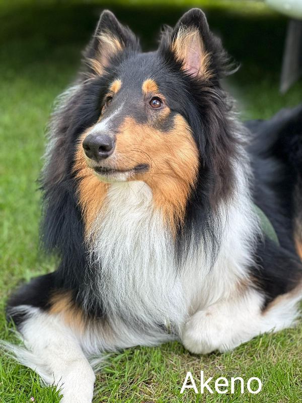 Collie Zuchtstätte in Schorndorf