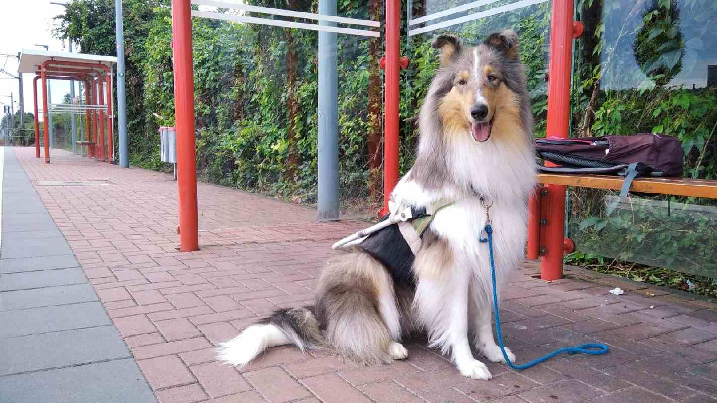 Collie Zuchtstätte in Schorndorf
