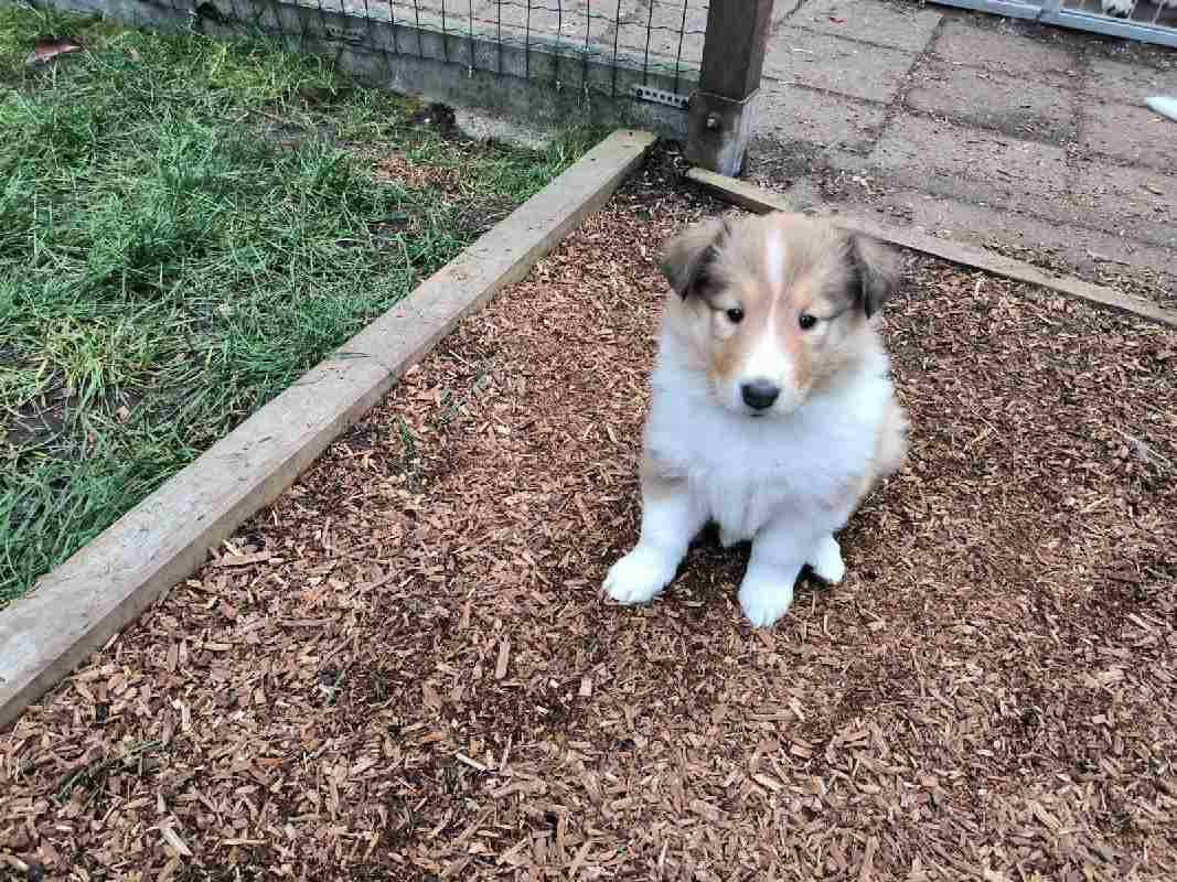 Collie Zuchtstätte in Schorndorf