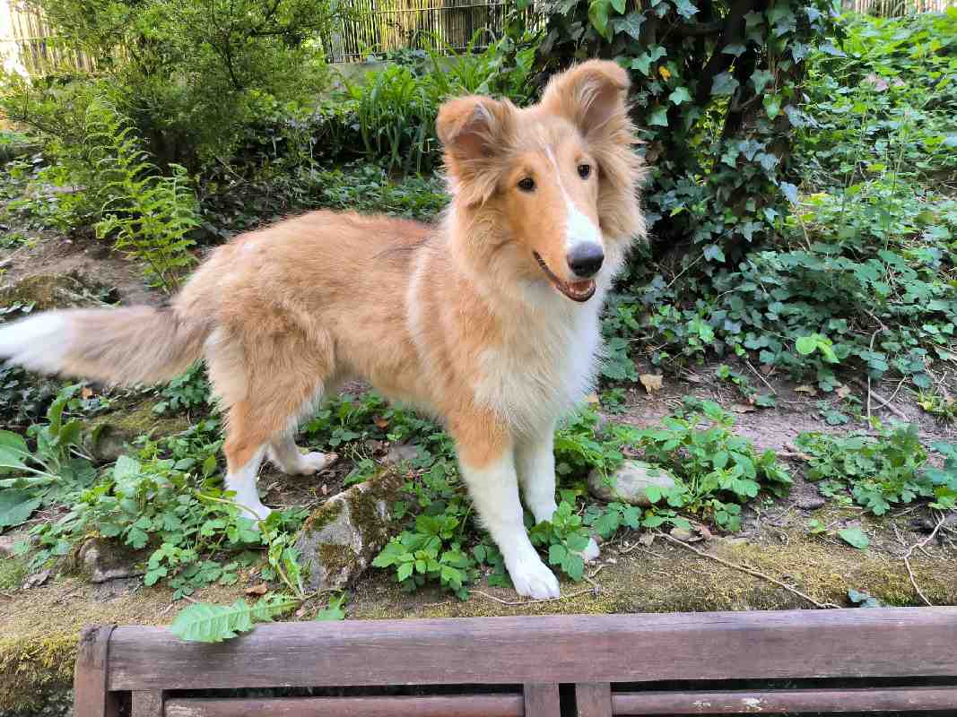 Collie Zuchtstätte in Schorndorf