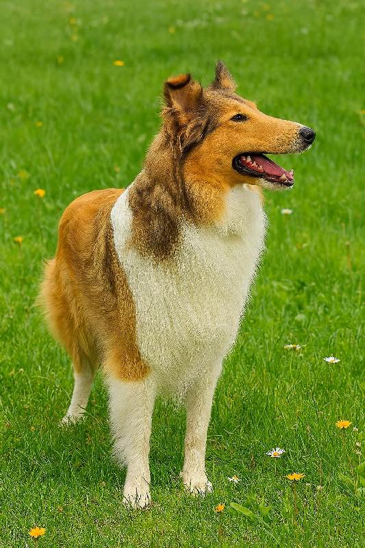 collies-vom-aichenbach-web-87 Collie Zuchtstätte in Schorndorf