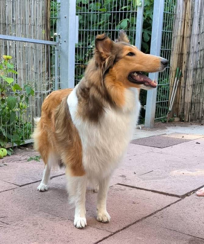 Collie Zuchtstätte in Schorndorf