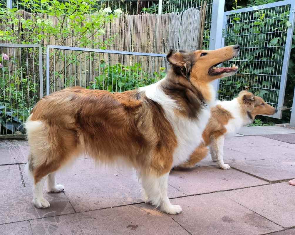 collies-vom-aichenbach-web-89 Collie Zuchtstätte in Schorndorf
