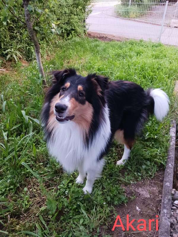 Collie Zuchtstätte in Schorndorf