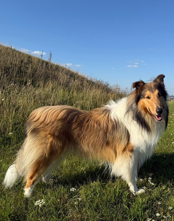 Candy rennt ueber die Wiese