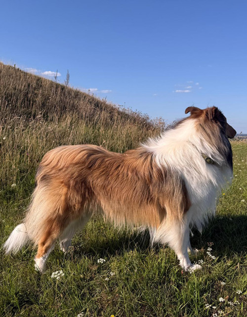 Candy rennt ueber die Wiese