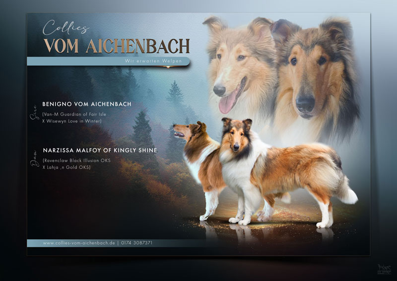 Collie Zuchtstätte in Schorndorf